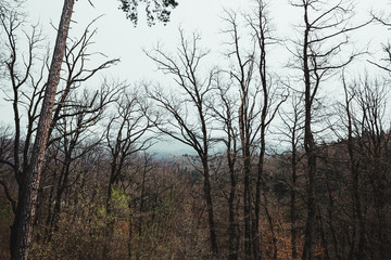 Forest with clouds in Romania 