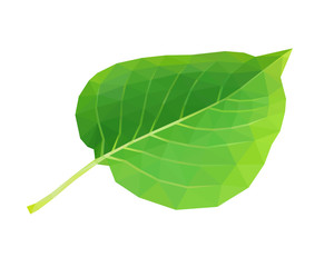 Low poly green leaf on white
