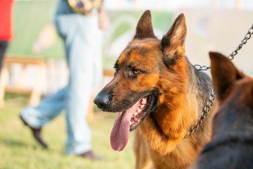 loyal and intelligent german shepherd