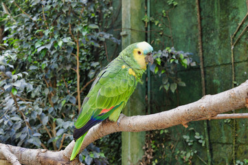 Parrot posing at tropical botany