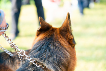 loyal and intelligent german shepherd