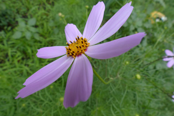 purple cosmea flower