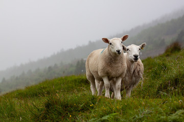 two sheep standing on green foggy mountain with forest