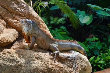 Iguana posing on the rock