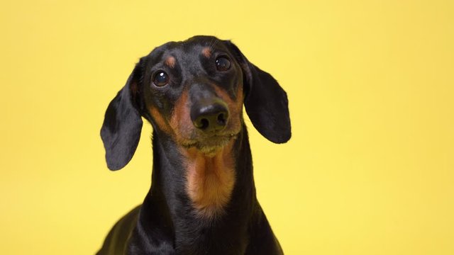 Dachshund dog portrait, black and tan, carefully looking at the camera, barking, isolated on yellow background