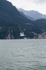 Fototapeta premium fly bird