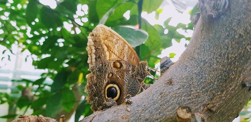 Butterfly in a greenhouse - Yellow edged giant owl butterfly