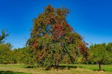 Fototapeta premium View to a big tree near by Black Forest