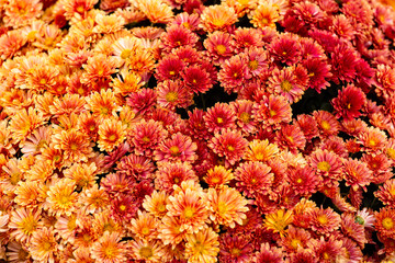 Fototapeta na wymiar Marguerite, Chrysanthemum segetum, flowers. Natural floral decorative texture, pattern or background of orange and red colors
