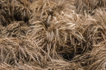 Ears of wheat in pile. Celebration of a new crop, the fruits of agriculture. Thanksgiving theme.