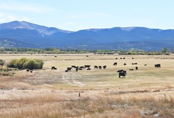 Fototapeta na wymiar Cows in Colorado