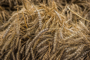 Ears of wheat in pile. Celebration of a new crop, the fruits of agriculture. Thanksgiving theme.