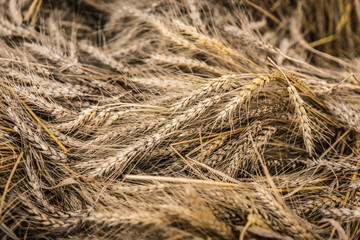 Ears of wheat in pile. Celebration of a new crop, the fruits of agriculture. Thanksgiving theme.