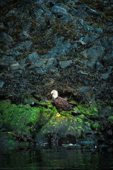 Eagle on rocks