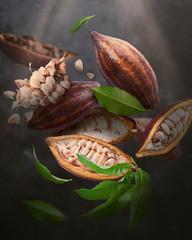 Cocoa pod flying in the air. Cracked cocoa pod and bean levitate on gark gray concrete background....