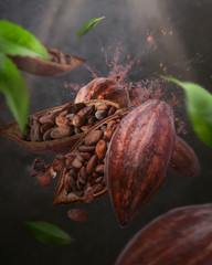 Cocoa pod flying in the air. Cracked cocoa pod and bean levitate on gark gray concrete background. High resolution image. Levitation concept.