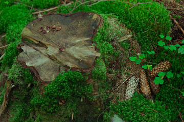 fairy tale forest local colorful background view of stump falling pine cone and moss ground cover 