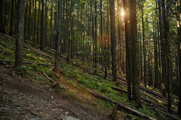moody mountain pine forest scenery landscape morning sun rise orange lighting with glare 