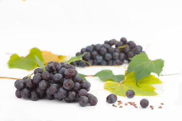 Red or blue grapes with leaves isolated on white background. Bunch of fresh ripe juicy grapes.