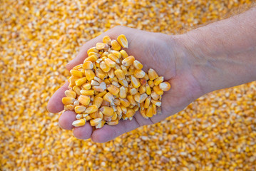 Fresh Scoop of Corn Kernels in Hand, Straight Down