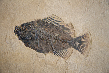 Old Fish Fossil on a Sandstone Slab © Chris Johnson