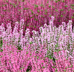 Obraz premium Erika Heidekraut Friedhofsblumen Allerheiligen