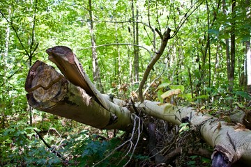 Split log in a green misty forest
