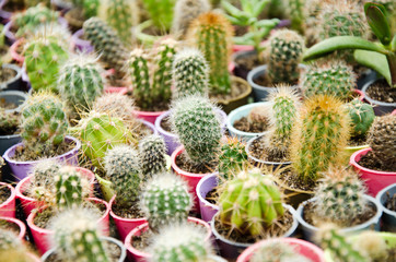 Fototapeta premium Cacti cactus