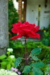 Fototapeta na wymiar Pink Rose in a beautiful green summer garden
