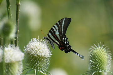 Butterfly 2019-128 / Zebra Swallowtail (Eurytides marcellus)