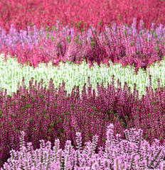 Hintergrund und Textur - Heidekraut - Erika