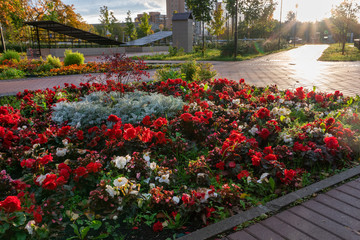 Flower bed in autumn Moscow