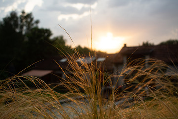 Yellow gold grass against golden sunset in small town