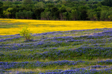 Fototapeta na wymiar Purple and Yellow Field of Flowers on the Bluebonnet Trail Near Ennis Texas
