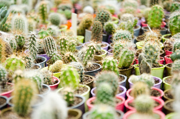 Cacti cactus