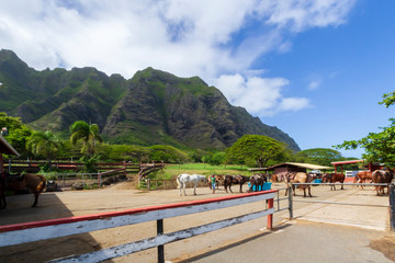 Fototapeta na wymiar Horse Ranch in Hawaii