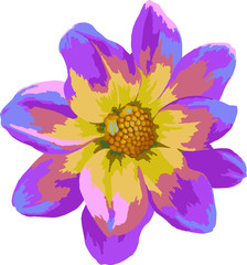 Сloseup pink and yellow Dahlia flower. Vector illustration isolated on white background.