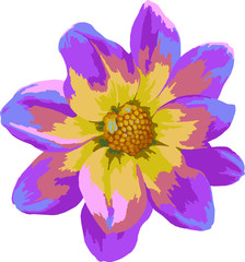 Obraz premium Сloseup pink and yellow Dahlia flower. Vector illustration isolated on white background.