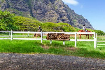 Horse Ranch in Hawaii - 294259353