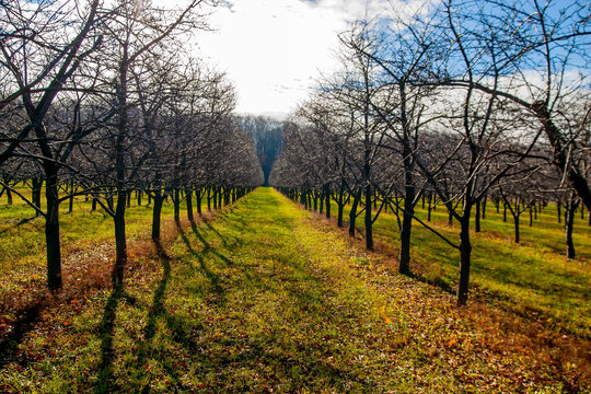 Apple Orchard Fall