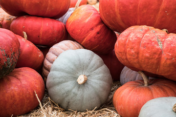 various types of  pumkins for sale at a market during autumn