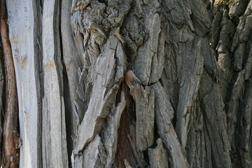 close up tree bark
