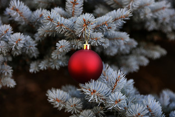 Real Blue spruce Christmas tree with red ornament for the holidays