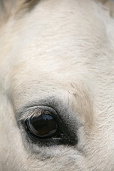An abstract of a horse's face focussed on the eye