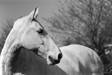 Portrait of a grey horse in black and white