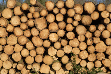 Gestapelte Baumstämme.