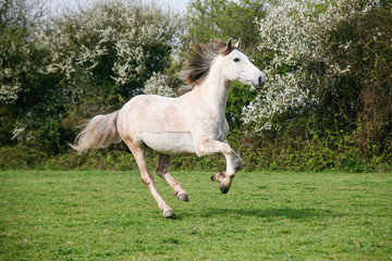 Obraz na płótnie Canvas A grey horse gallops along in a field
