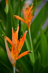 flor de jardín naranja fondo verde desenfocado