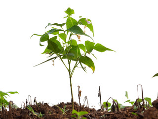 pea plant growing in germination sequence on fertile soil isolated on white background