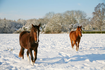 Two horses approach on a snowy field